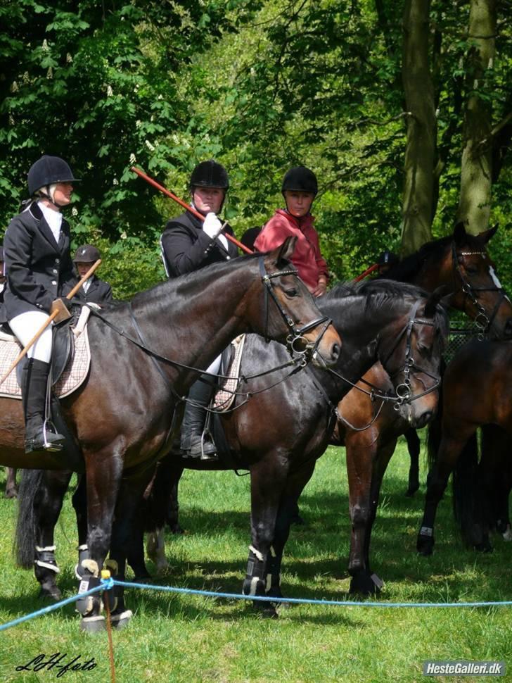 Oldenborg Grock Birkehøj *Solgt* - 3 meget smukke heste.. billede 9
