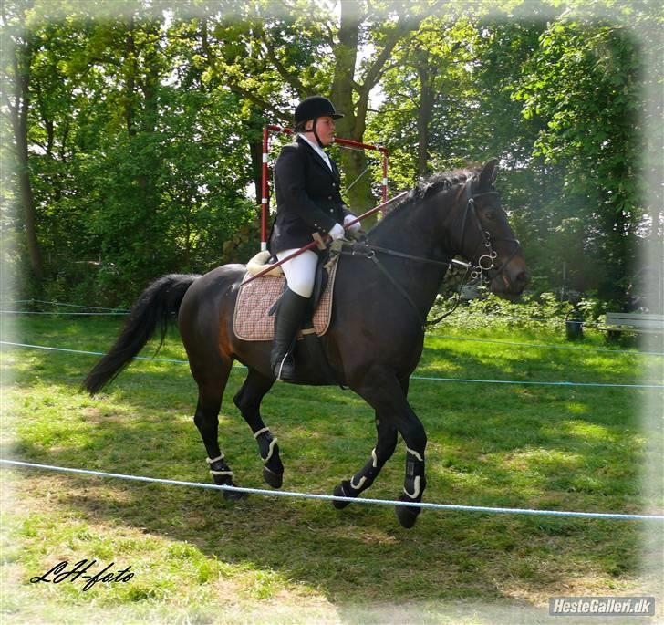 Oldenborg Grock Birkehøj *Solgt* - Ringridning 2008.. Billederne er taget af Cecilie Hansen.. billede 10