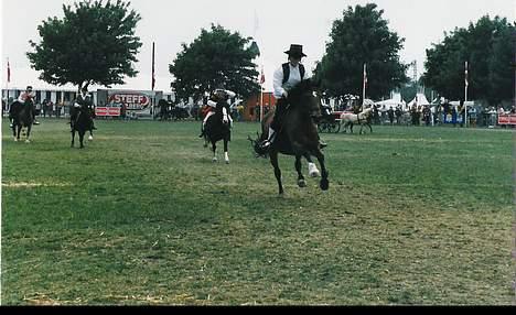 Welsh Cob (sec D) Alvediston Mair R.I.P. - Billedet taget til roskilde dyreskud hvor de forskellige racer viser deres show. Mair er forrest billede 1