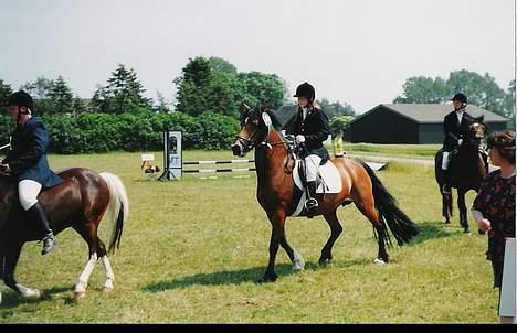 Welsh Cob (sec D) Alvediston Mair R.I.P. - til klubstævne I nordvestsjællandsrideklub billede 2