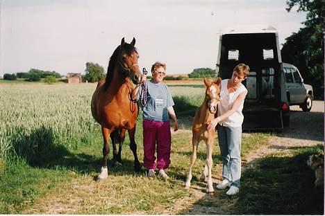 Welsh Cob (sec D) Alvediston Mair R.I.P. - Her lige hjem købt med sit føl Dynamite Kiwi billede 5