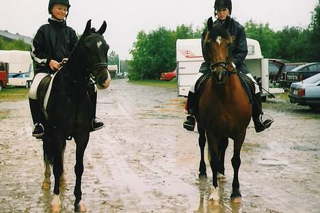 Welsh Cob (sec D) Alvediston Mair R.I.P. - Et andet af hendes gamle føl billede 6