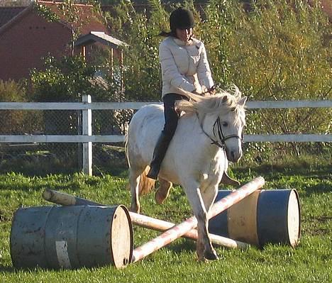 Welsh Pony af Cob-type (sec C) Leonardo - nov. 2006 billede 2