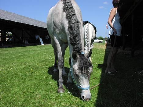 DSP Apollonia <3 - dyreskue 2006 billede 4