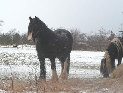 Irish Cob Shannon - Shannon vinter 2006.  billede 4