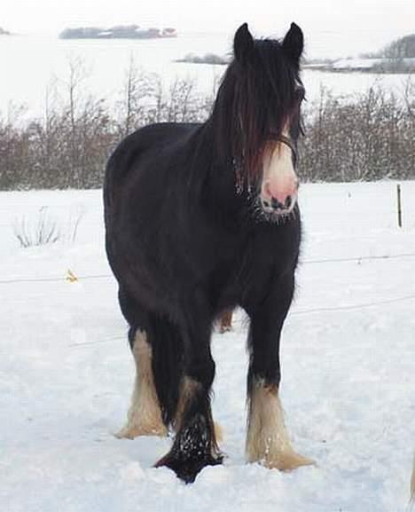 Irish Cob Shannon - Shannon er meget nysgerrig :-) billede 5