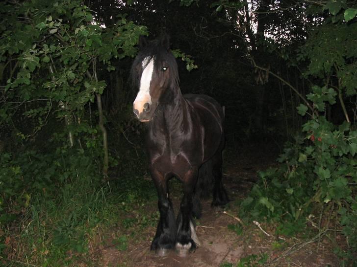 Tinker Lindholms Figaro solgt billede 1