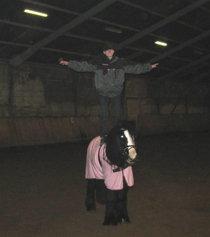 Tinker Lindholms Figaro solgt - jeg er flot ikke billede 2