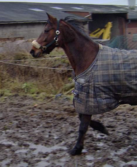 Traver Action Speed billede 18