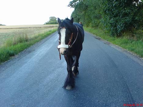 Tinker Lindholms Figaro solgt - Zafir min lille :) hund billede 3