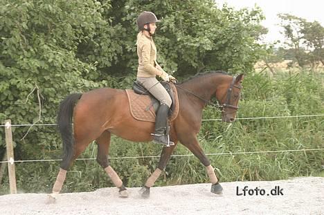 Hollandsk Sportspony O'mienaisha SOLGT -  (29. juli) Fotograf: Lfoto.dk billede 11