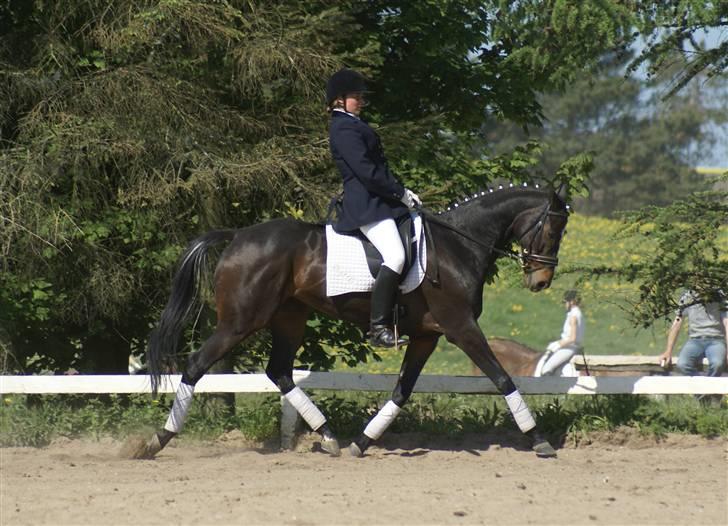 Fuldblod (XX) **Kat-o xx (Den)** - Maj 08: Stævne i Molger. Sikke en gangmaskine  :D billede 13