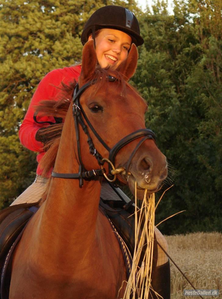 Anden særlig race Hercules billede 12