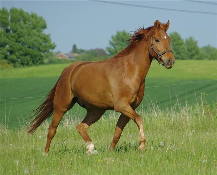 Anden særlig race Hercules - foto:mig på fold billede 13