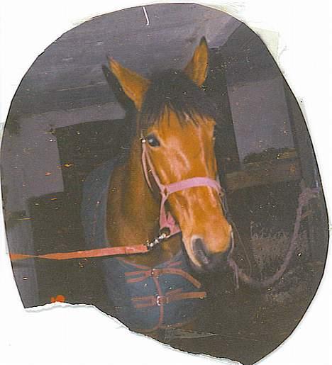 Standardbred ¨˜”°º• Ulrikka(solgt)•º°” - Ulrikka. er hun ikke bare sød billede 2