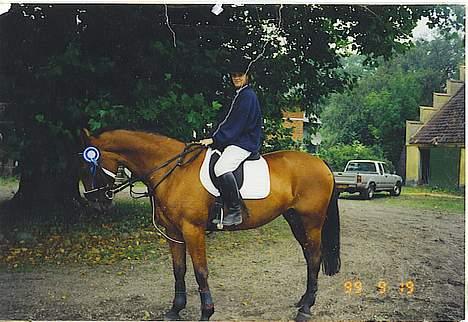 Standardbred ¨˜”°º• Ulrikka(solgt)•º°” - Ulrikka OG Linette til stævne billede 3