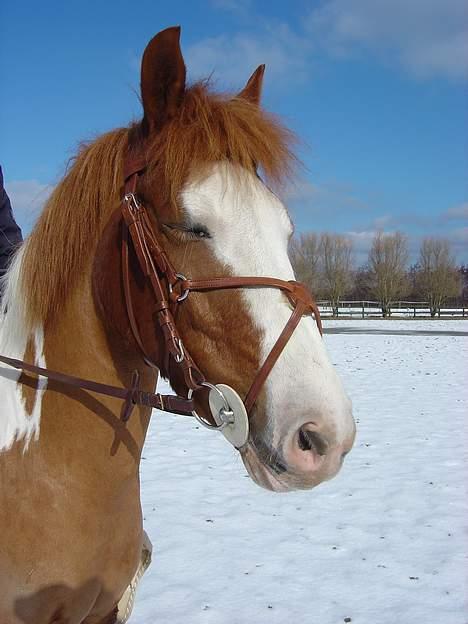 Pinto Winnitou solgt  - ZZZZzzzZZZZZZZzzzzzZZZZ...... billede 18