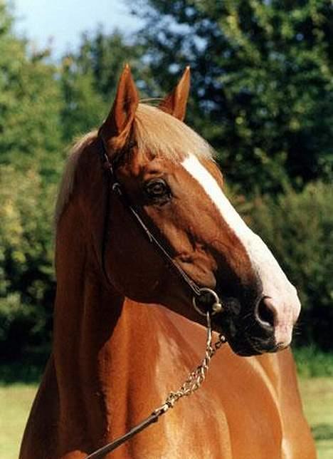 Dansk Varmblod Domingo - Domingo´s far , Tenor De la Cour :P (Look-a-like ????) billede 16