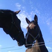 Dansk Varmblod Amiel Foldager