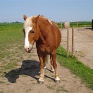 Haflinger Pondus 