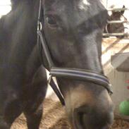 Oldenborg lille my