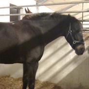 Oldenborg lille my