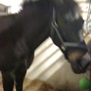 Oldenborg lille my