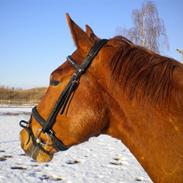 Anden særlig race Stauslykkes Mozart