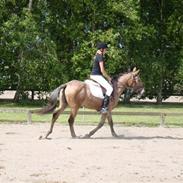 Anden særlig race Samson