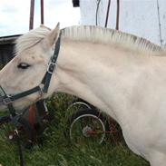 Fjordhest Hjalde Fjord