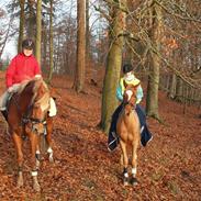 Anden særlig race Alfi