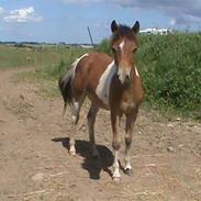 Anden særlig race Balou