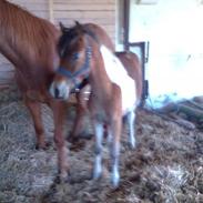 Anden særlig race Balou