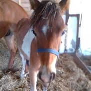 Anden særlig race Balou