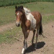 Anden særlig race Balou