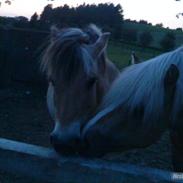 Anden særlig race Flika *solgt*