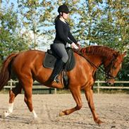 Knabstrupper Sanders Diva