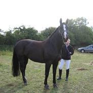 Oldenborg Kollbergklanens Ferradine