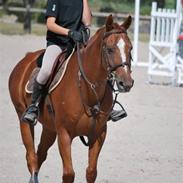 Anden særlig race Don Dazzle :D