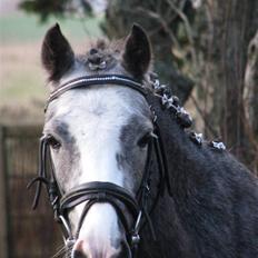 Welsh Pony af Cob-type (sec C) Præstetoftens Picasso*red