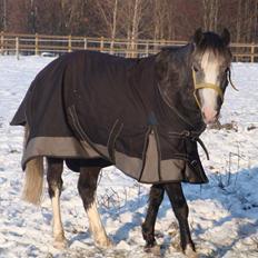 Welsh Pony af Cob-type (sec C) Præstetoftens Picasso*red