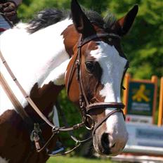 Pinto KLUBMESTER '10 Cheyenne