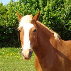Haflinger Pondus