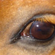 Haflinger Pondus