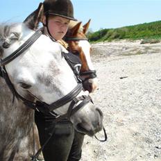 Welsh Mountain (sec A) Maggi