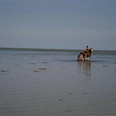 Welsh Mountain (sec A) Maggi