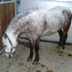 Welsh Mountain (sec A) Maggi