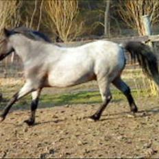 Anden særlig race Elmelundens Bolero *Himmel hest*
