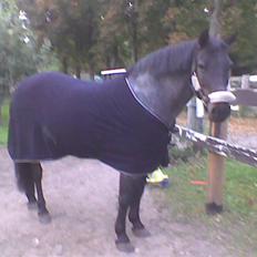 Anden særlig race Elmelundens Bolero *Himmel hest*