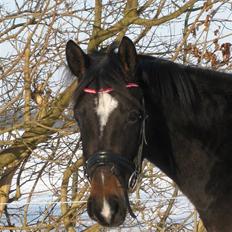 Dansk Varmblod Miss Light